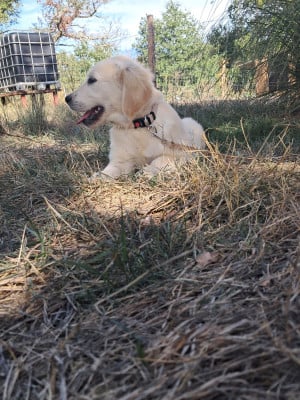 beverly du royaume d helfy - Golden Retriever