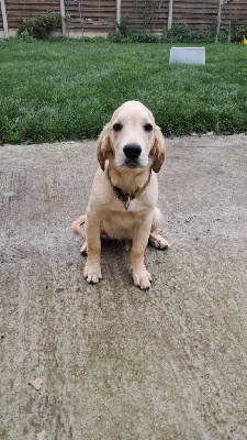 Les chiots de Golden Retriever