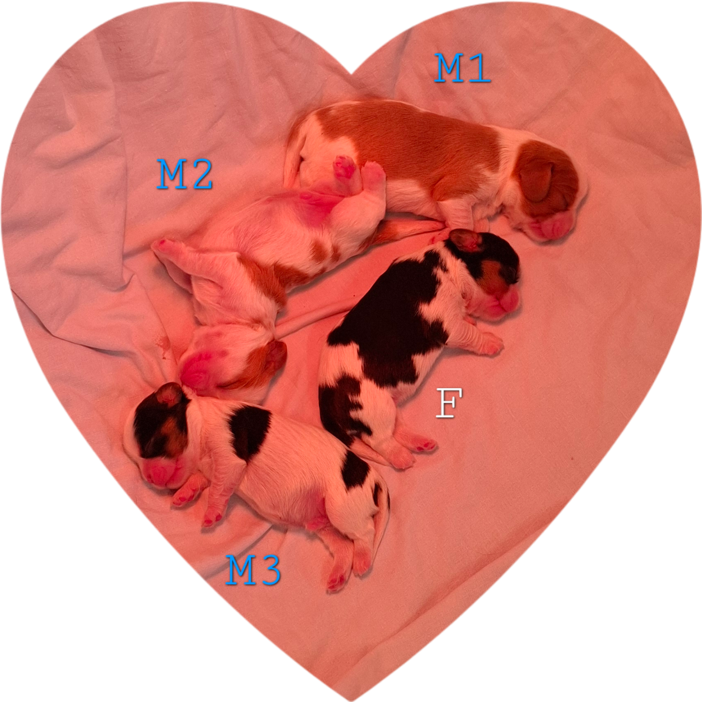CHIOT 1 - Cavalier King Charles Spaniel
