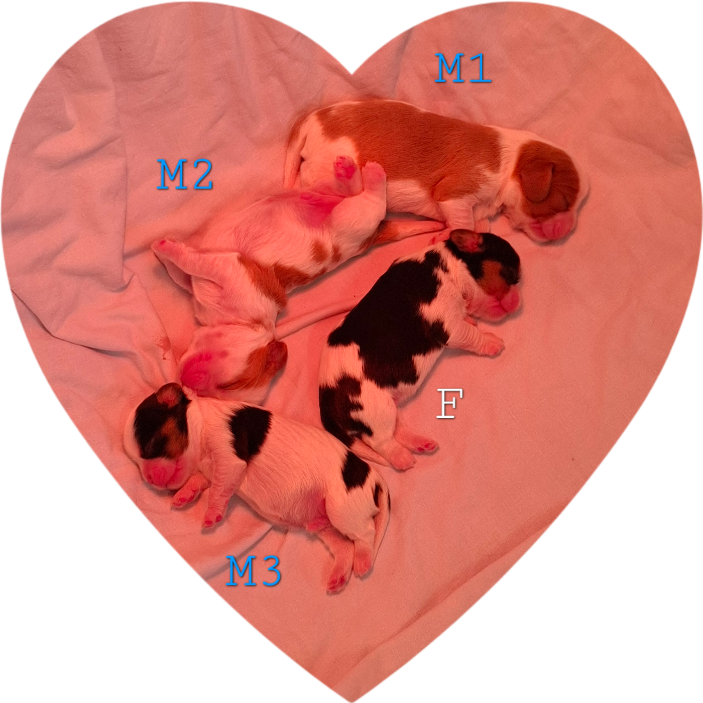 CHIOT 2 - Cavalier King Charles Spaniel