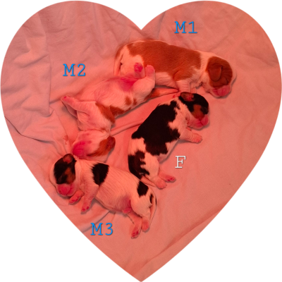 Les chiots de Cavalier King Charles Spaniel