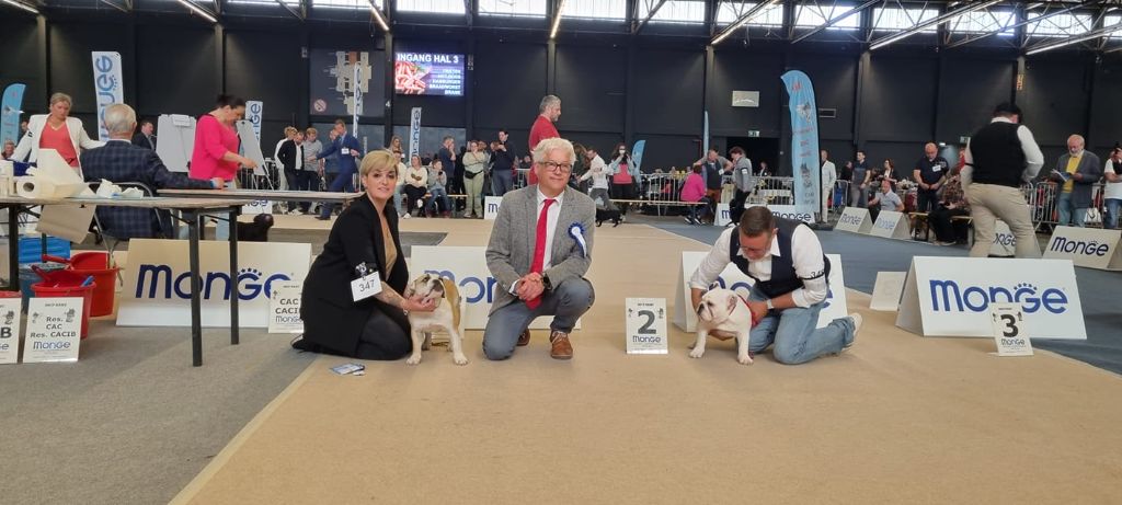 D'Or Wood Shazam krysbull - Best Minor puppy