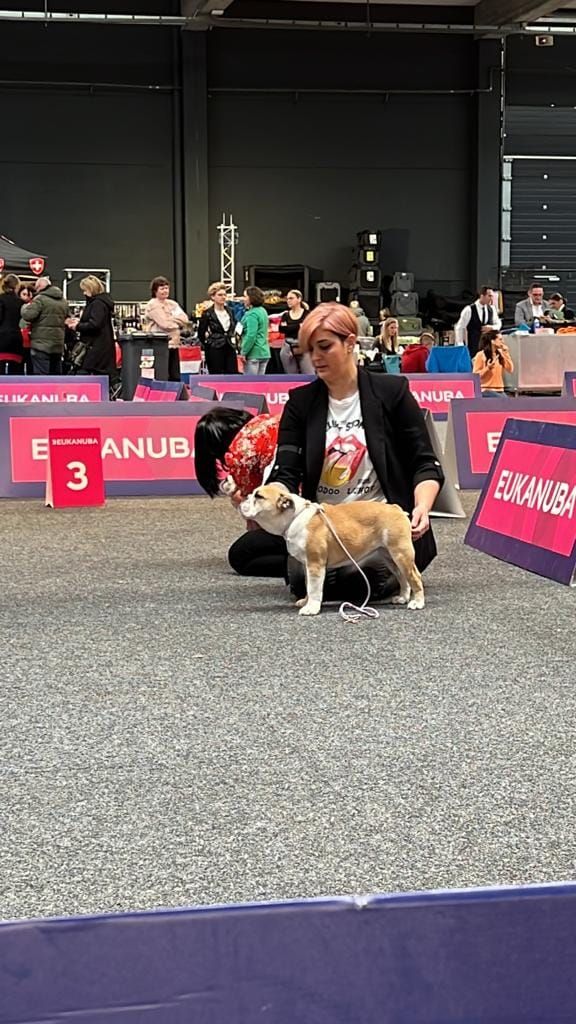 D'Or Wood Shazam krysbull - Best Minor puppy