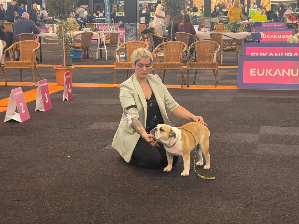 D'Or Wood Shazam krysbull - Best puppy