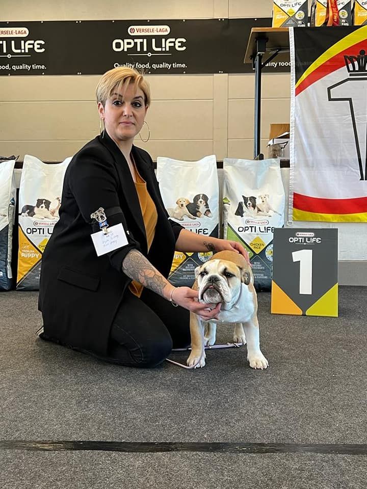 D'Or Wood Shazam krysbull - Best Minor puppy