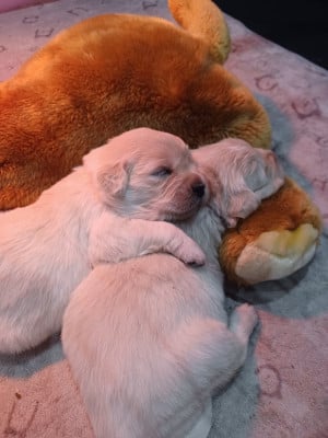 Les chiots de Golden Retriever