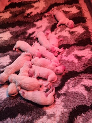 Les chiots de Golden Retriever