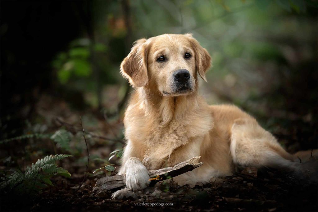 Rialto des terres de scoubidou