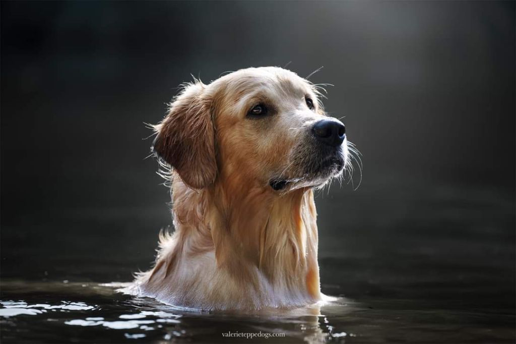 Rialto des terres de scoubidou
