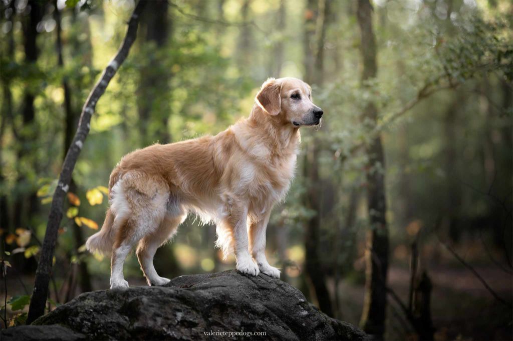 Rialto des terres de scoubidou