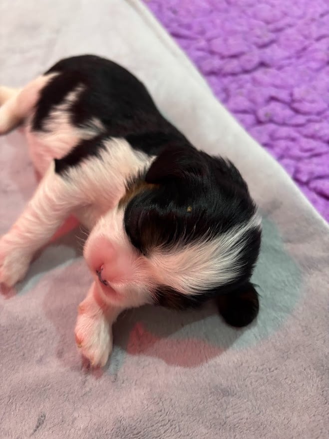 CHIOT couleur orange