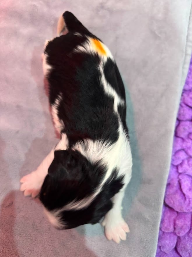 CHIOT couleur orange