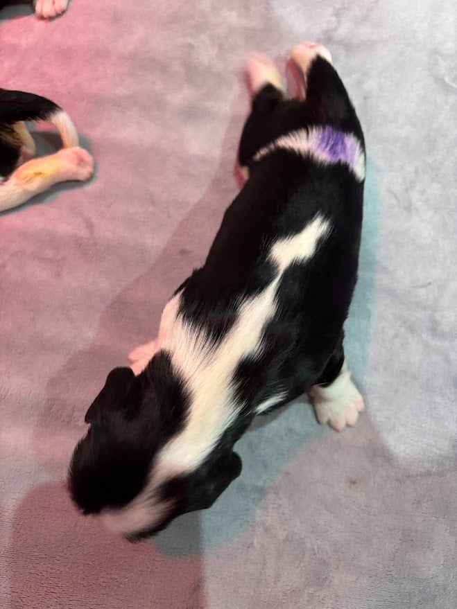 chiot couleur violette