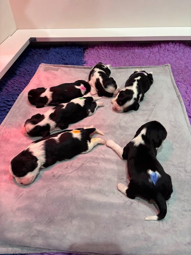 Cavalier King Charles Spaniel - Des Cavaliers Du Maine