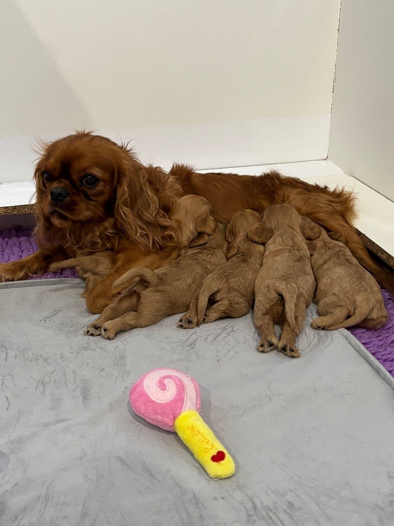 Cavalier King Charles Spaniel - Des Cavaliers Du Maine