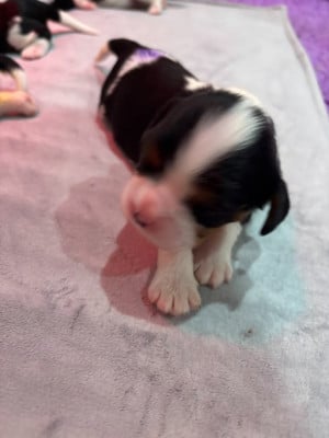 Les chiots de Cavalier King Charles Spaniel