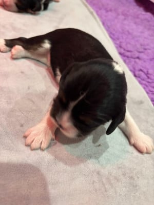 Les chiots de Cavalier King Charles Spaniel