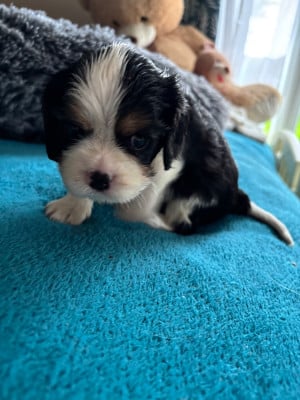Les chiots de Cavalier King Charles Spaniel