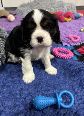 Cavalier King Charles Spaniel