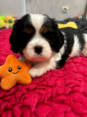Les chiots de Cavalier King Charles Spaniel