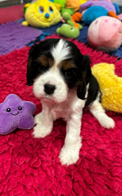 Les chiots de Cavalier King Charles Spaniel