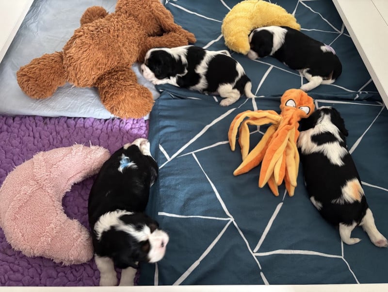 Cavalier King Charles Spaniel - Des Cavaliers Du Maine