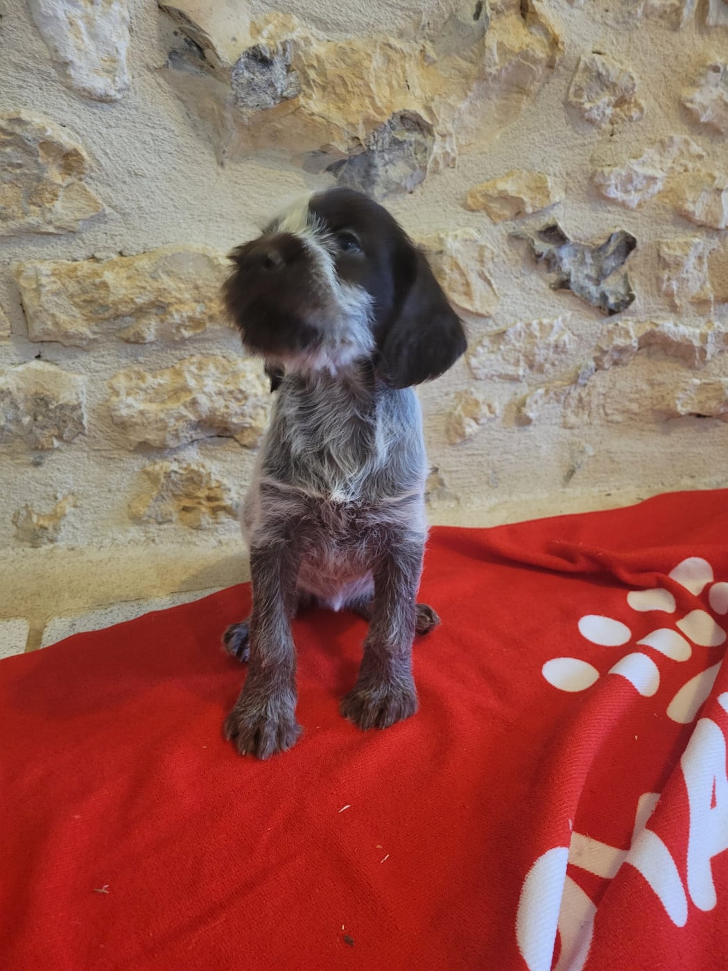 CHIOT - Griffon d'arrêt à poil dur Korthals