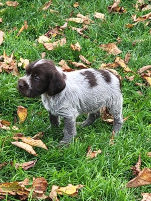 Les chiots de Griffon d'arrêt à poil dur Korthals