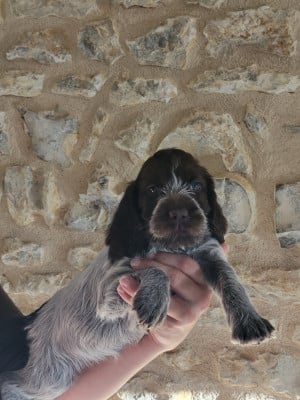 Les chiots de Griffon d'arrêt à poil dur Korthals