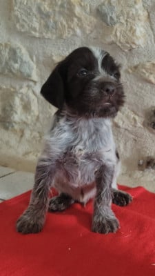 Les chiots de Griffon d'arrêt à poil dur Korthals