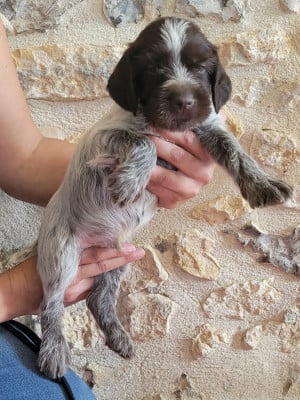 Les chiots de Griffon d'arrêt à poil dur Korthals