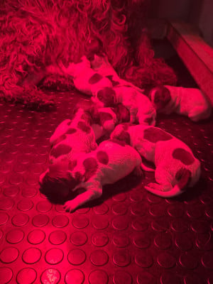 Les chiots de Griffon d'arrêt à poil dur Korthals