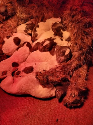 Les chiots de Griffon d'arrêt à poil dur Korthals