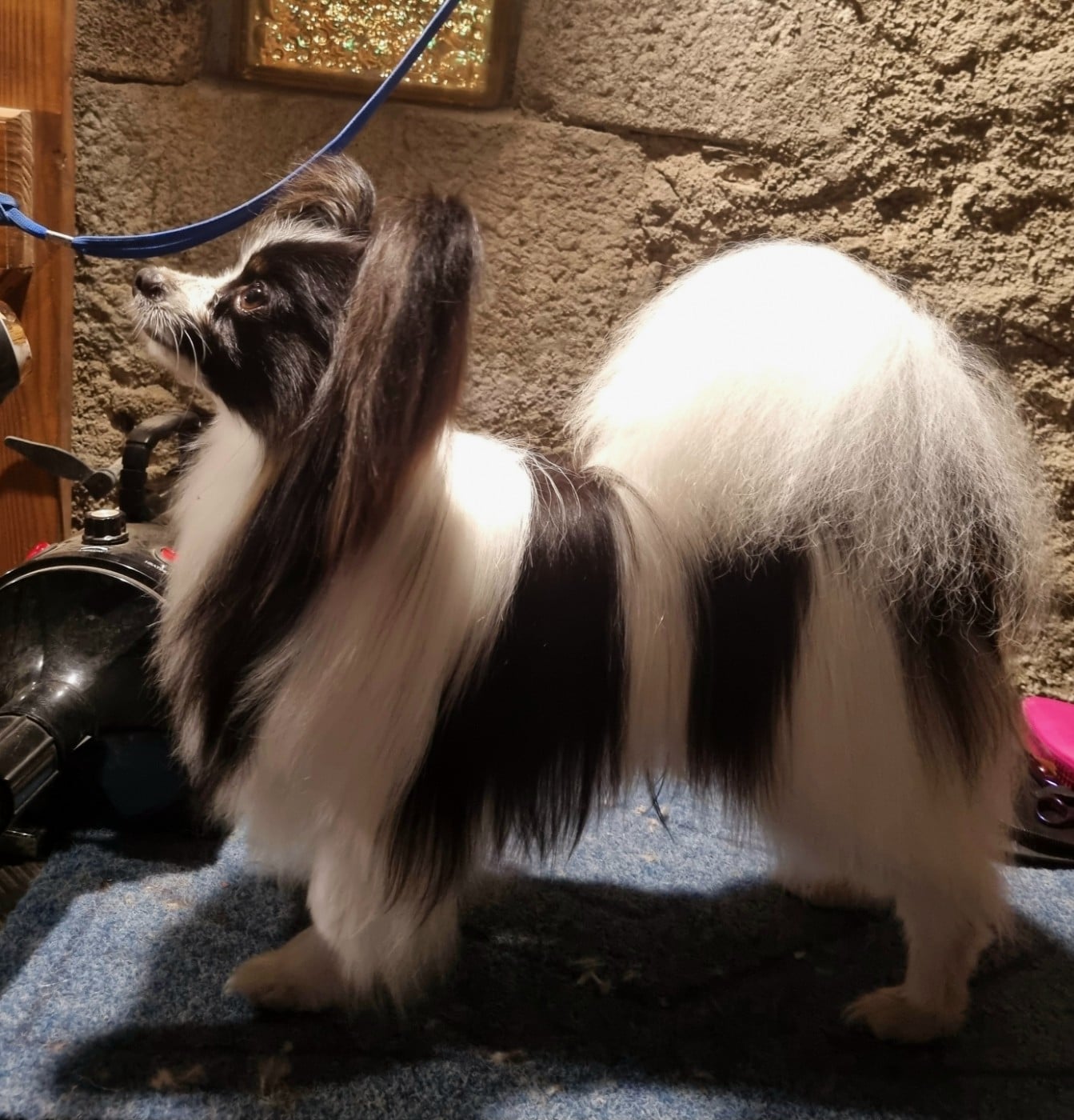 Publication : Occitania Furry Tails