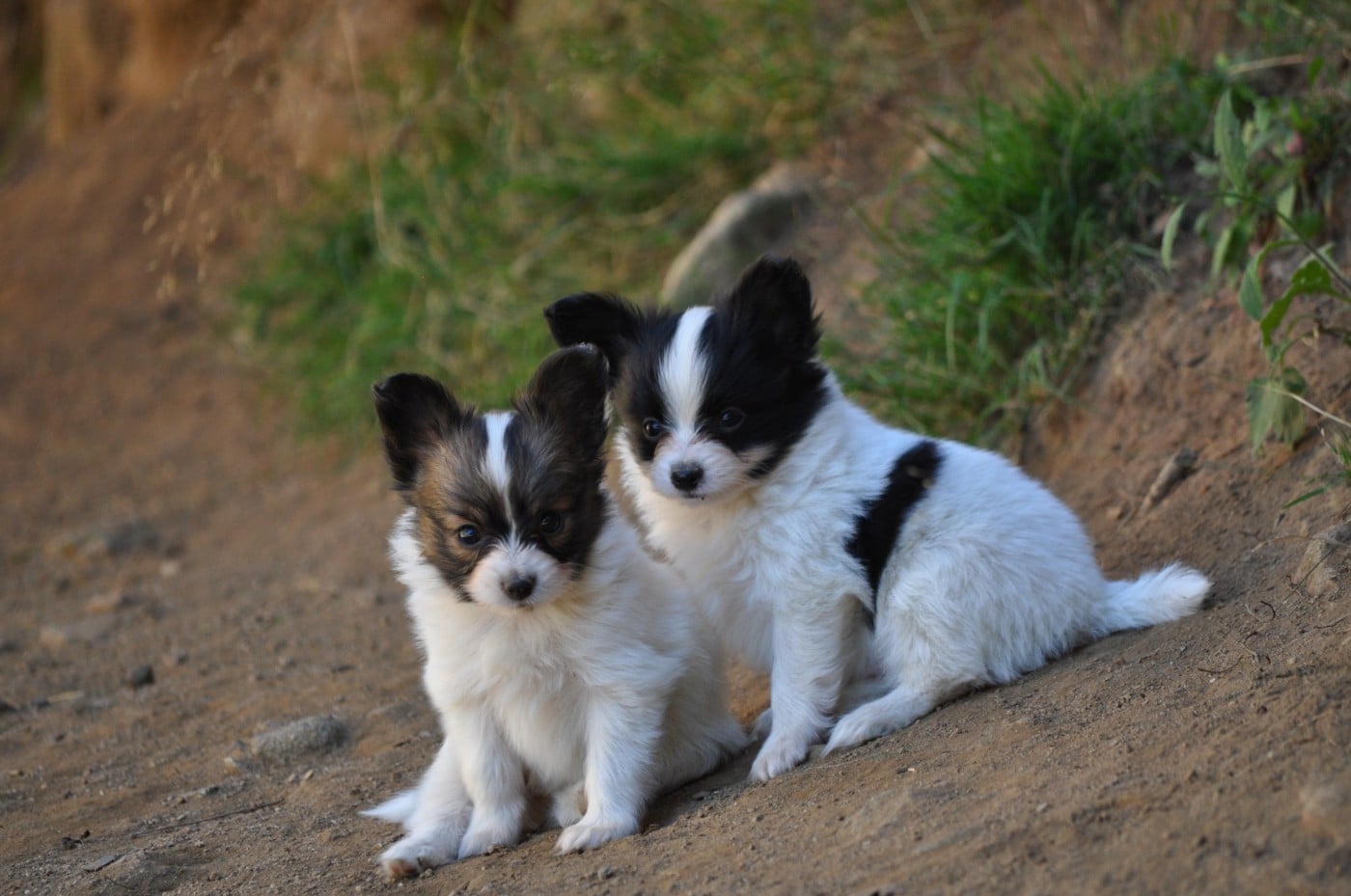 Epagneul nain Continental (Papillon) - Occitania Furry Tails
