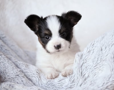Les chiots de Epagneul nain Continental (Papillon)