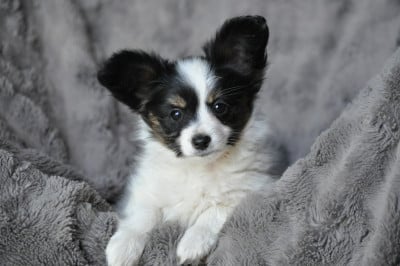 Les chiots de Epagneul nain Continental (Papillon)