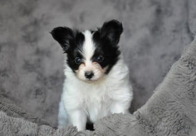 Les chiots de Epagneul nain Continental (Papillon)