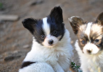 Les chiots de Epagneul nain Continental (Papillon)