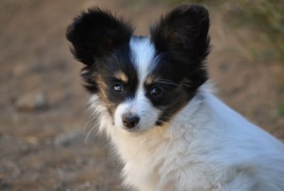 Les chiots de Epagneul nain Continental (Papillon)