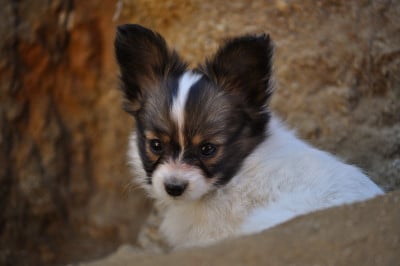 Les chiots de Epagneul nain Continental (Papillon)