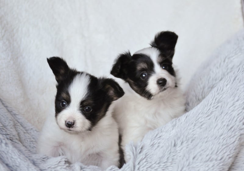 Epagneul nain Continental (Papillon) - Occitania Furry Tails