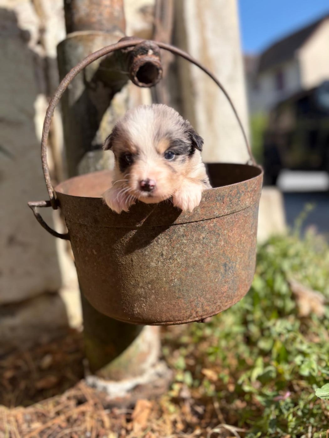 Mâle bleu merle - Berger Australien