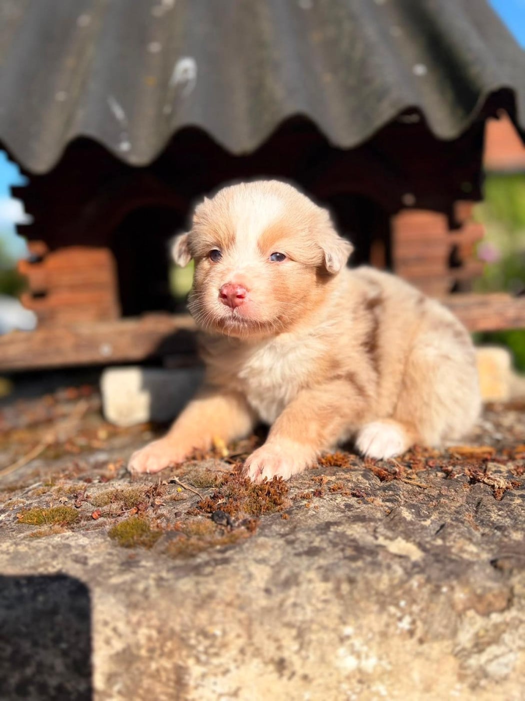 Mâle rouge merle - Berger Australien