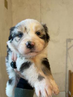 Les chiots de Berger Australien