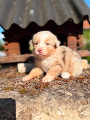 Les chiots de Berger Australien