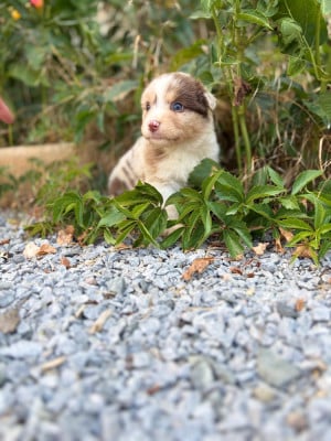 Les chiots de Berger Australien