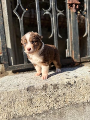 Les chiots de Berger Australien