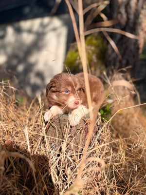 Les chiots de Berger Australien