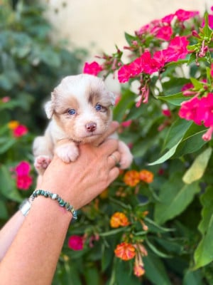 Les chiots de Berger Australien